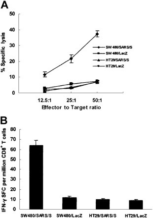 Figure 3. Identification of SSp-1 as a naturally processed and presented HLA-A2.1–restricted epitope. DC-induced human CTLs against SSp-1 were tested for specific lytic activity (A) and IFN-γ release (B) in response to genetically modified cell lines. (A) CTLs lysed pAd-SARS/S–transduced HLA-A2.1+ SW480 cells (SW480/SARS/S) but did not lyse pAd-SARS/S–transduced HLA-A2.1– HT29 cells (HT29/SARS/S) or pAd-LacZ–transduced SW480 (SW480/LacZ) and HT29 cells (HT29/LacZ). (B) CTLs elicited strong IFN-γ production in response to pAd-SARS/S–transduced SW480 cells, but only very low levels were elicited by pAd-SARS/S–transduced HT29 cells or pAd-LacZ–transduced cell lines. Results are representative of 3 independent experiments. Data represent means ± SD.