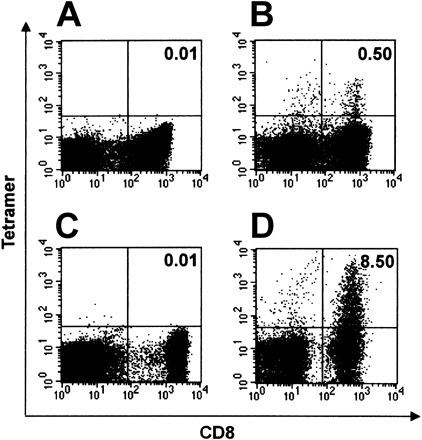 Figure 4. Frequency of SSp-1–specific CD8+ T cells. SSp-1–specific CD8+ T-cell frequency among DC-induced human CTLs against SSp-1 (A-B) and splenocytes derived from immunized mice and restimulated for 6 days in vitro (C-D). Tetramer-binding CD8+ T cells are shown in the upper-right quadrant and are labeled with the percentage of total CD8+ T cells. SSp-1–specific CTLs generated from human PBLs were stained with control HLA-A*0201/CAP-1 tetramers (A) and HLA-A*0201/SSp-1 tetramers (B). Results are representative of 3 independent experiments. Splenocytes from Tg mice immunized with SSp-1–pulsed DCs were stained with control HLA-A*0201/CAP-1 tetramers (C) and HLA-A*0201/SSp-1 tetramers (D).