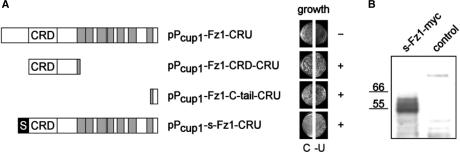 Figure 5.