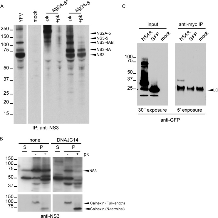 FIG 3