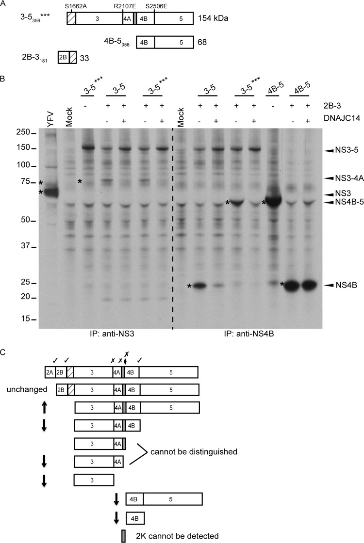 FIG 2