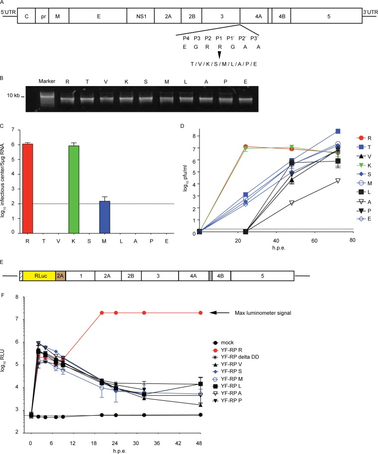 FIG 6