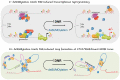 Graphical Abstract