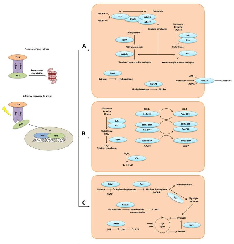 Fig. 9