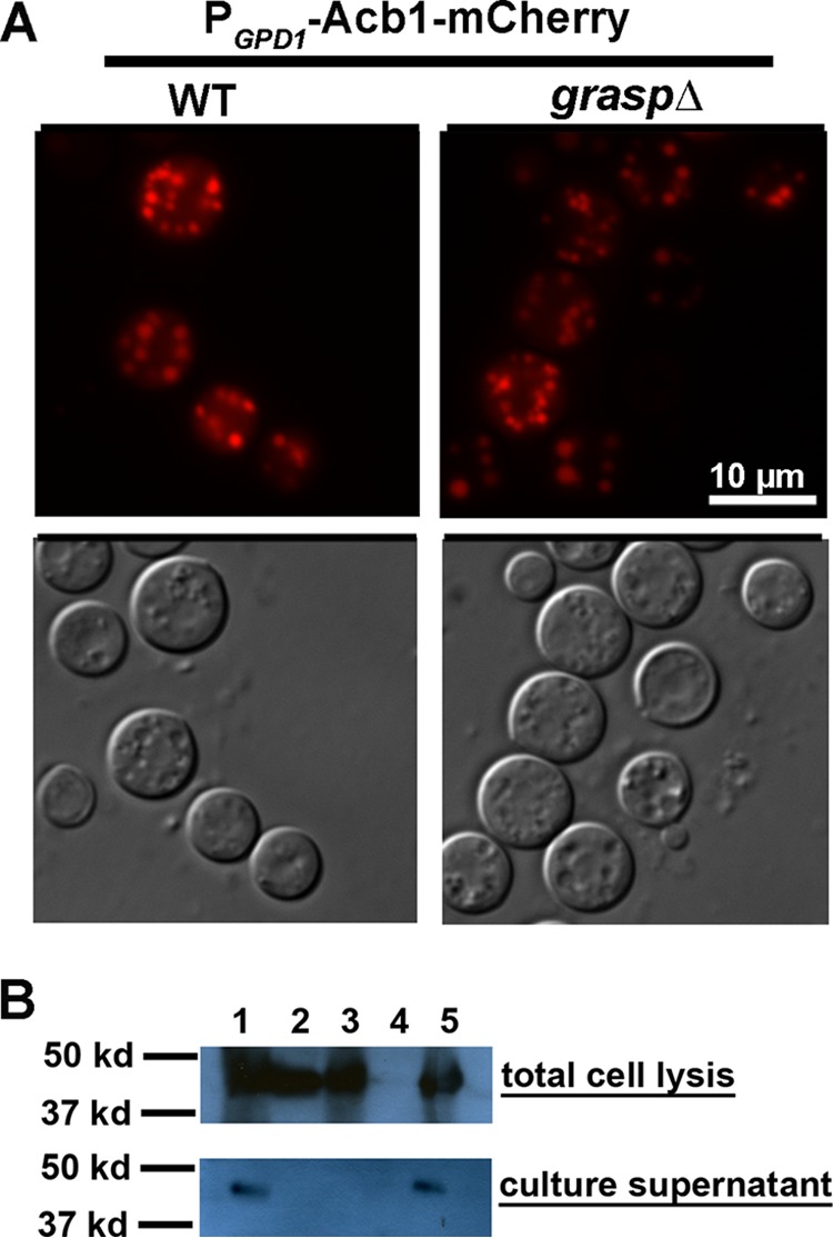 FIG 5