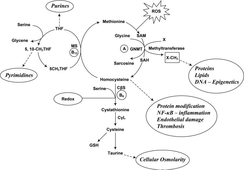 Fig. 1