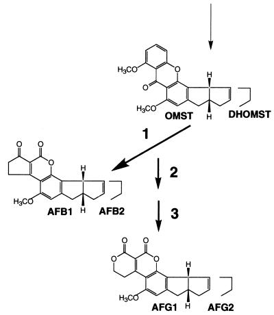 FIG. 6