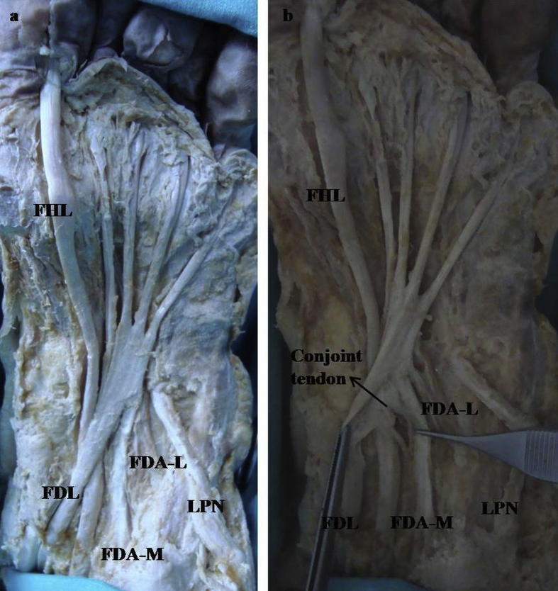 Fig. 6