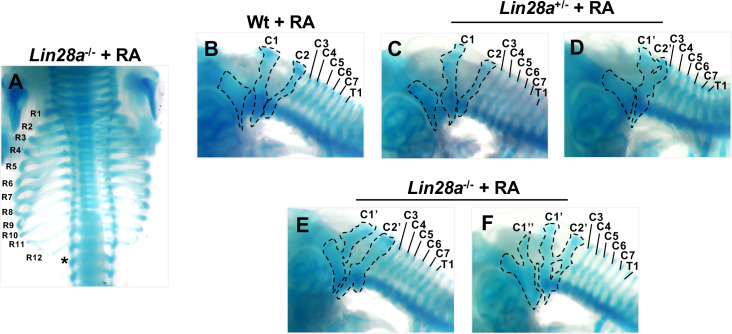 Figure 2—figure supplement 2.