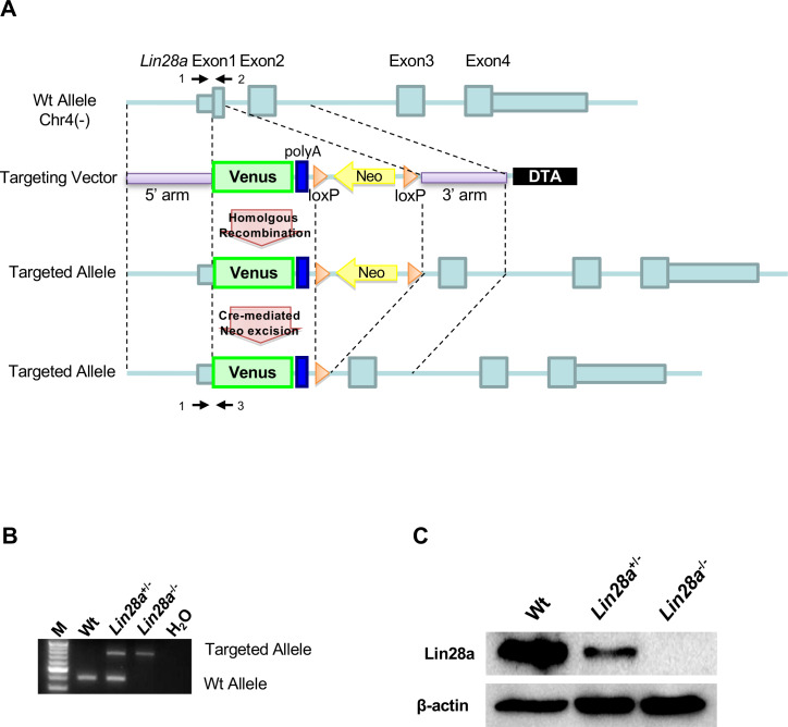 Figure 1—figure supplement 1.