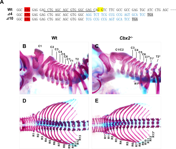Figure 3—figure supplement 1.