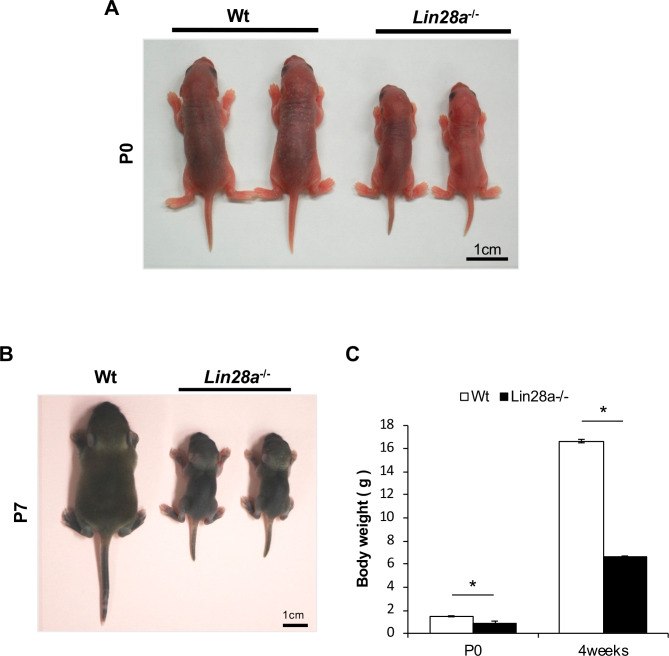 Figure 1—figure supplement 2.