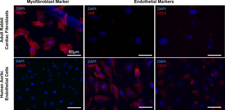 Figure 6—figure supplement 1.