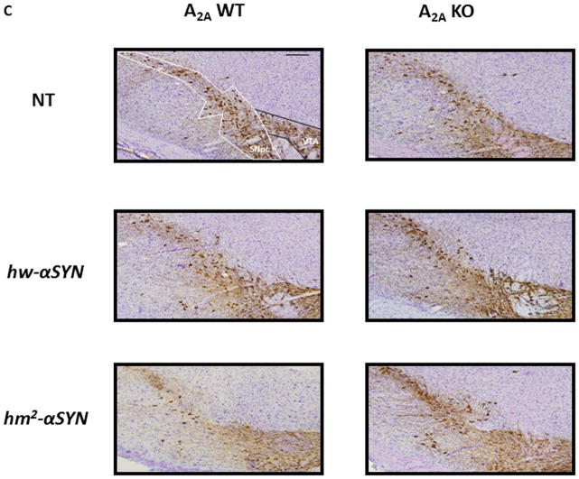 Fig.2