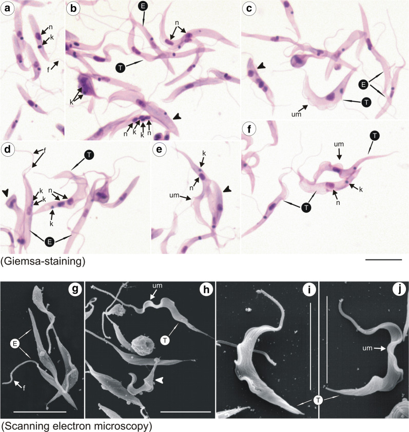 Fig. 8