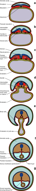 Fig. 1