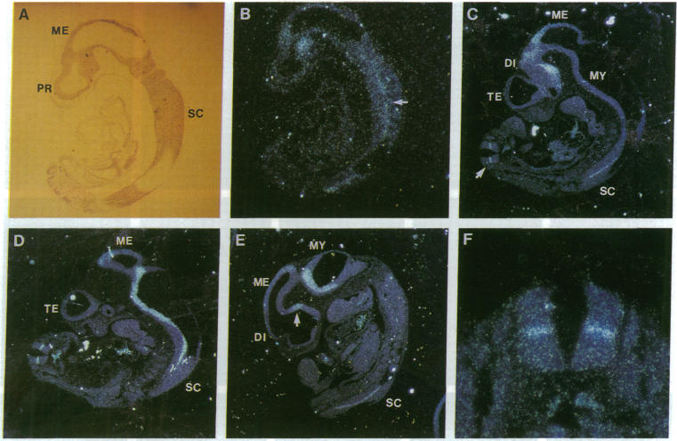 graphic file with name pnas01091-0215-a.jpg