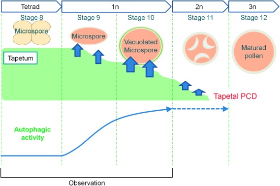 Figure 4. Schematic diagrams of the induction of autophagy at specific stages for rice tapetal degradation. The tapetum, the innermost of the four sporophytic layers of the anther wall directly contacts with the developing gametophytes and acts as a nutritional source for the development of microspore by undergoing degeneration triggered by PCD from stage 8 to 11. Unbroken and broken arrows indicate established and hypothetical links, respectively.