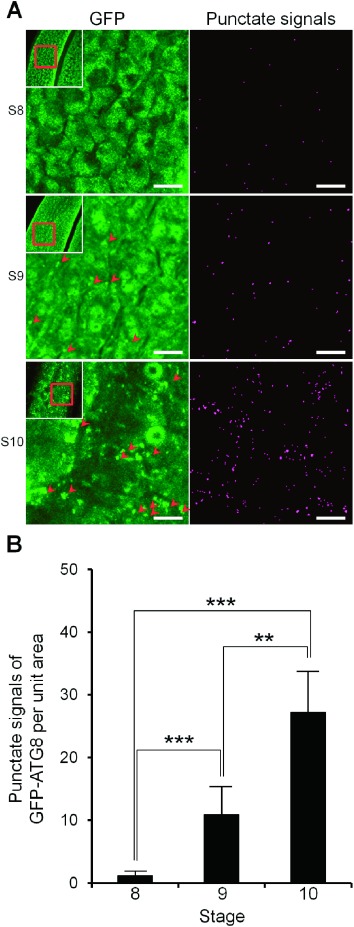 Figure 2. Quantitative monitoring of autophagosomes/autophagy-related structures in the tapetal cells in each developmental stage during anther development and pollen maturation. (A) Visualization of the dynamics of autophagosomes/autophagy-related structures in rice tapetum during anther development using a transgenic plant stably expressing GFP–AtATG8a under the control of EAT1 promoter. Pictures were obtained by the maximum intensity projection (Left panels). Extraction of the punctate signals of GFP–ATG8 from left panels was performed by rolling ball background subtraction algorithm of the ImageJ software, then thresholds of all images were adjusted using Yen algorithm (Right panels). Arrowheads indicate punctate signals of GFP–AtATG8a. Scale bars: 10 µm. (B) Levels of autophagosomes/autophagy-related structures from the tetrad (stage 8) to the uninucleate stages (stage 9 and 10) in the tapetum. To quantify the levels of autophagosomes/autophagy-related structures, the number of GFP punctate signals (arrowheads) per unit area were counted at the indicated stages using analyze particles plugin of the ImageJ software. Data are means±SD; n=5 independent samples. ** p<0.005, *** p<0.0005; significantly different from each indicated stage data.