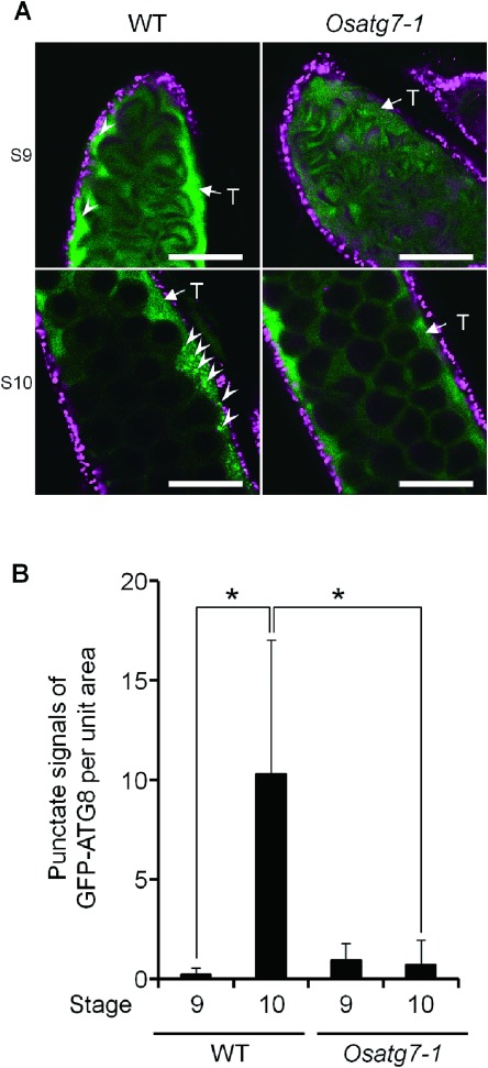 Figure 3. Numbers of autophagosomes/autophagy-related structures in the tapetal cells of the wild-type and the Osatg7-1 mutant. (A) Fluorescence images of the autophagosomes/autophagy-related structures in rice tapetum using a transgenic rice plant stably expressing GFP–AtATG8a under the control of Osg6B/OsC6 promoter. Green and magenta fluorescence indicate GFP and autofluorescence of chlorophyll, respectively. These fluorescence images show one slice containing the tapetal cells obtained by CLSM. Arrowheads indicate punctate signals of GFP–AtATG8a. Scale bars: 50 µm. T, tapetum. (B) Levels of autophagosomes/autophagy-related structures at the uninucleate stages (stage 9 and 10) in the tapetum. To quantify the levels of autophagosome formation, the number of GFP punctate signals (arrowheads) per unit area were counted at the indicated stages. Data are the means±SE of three independent experiments. * p<0.05; significantly different from the wild-type.