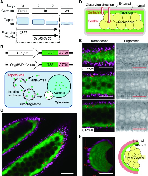 Figure 1. Imaging and quantitative characterization of autophagy based on GFP–ATG8 protein in rice tapetum during anther development and pollen maturation. (A) A schematic diagram of developmental stages of rice anthers. Tapetal cells are gradually degraded from stage 8 until 11 by programmed cell death. Stages when the activity of the two tapetum-specific promoters are active are shown. (B) A schematic diagram of visualization of the autophagy using GFP–ATG8 fusion proteins under the control of tapetum-specific promoters, EAT1 and Osg6B/OsC6. ATG8 is incorporated into the isolation membrane and the autophagosome. Autophagosomes are fused with the vacuole, where ATG8 is degraded. (C, E, F) Visualization of the dynamics of autophagosomes/autophagy-related structures in rice tapetum using transgenic plants stably expressing GFP–ATG8 under the control of EAT1 promoter. Confocal fluorescence images were obtained using a CLSM. Green and magenta fluorescence indicate GFP and autofluorescence of chlorophyll, respectively. Arrowheads indicate punctate signals of GFP–ATG8 (autophagosomes/autophagy-related structures). Scale bars: 50 µm. Similar images were also observed in plants stably expressing GFP–ATG8 under the control of Osg6B/OsC6 promoter (data not shown). (C) Cross-section of rice anthers containing immature microspores. Data are representative of three experiments. (D) A schematic diagram of a cross section of rice anther. (E) Z-Stack images of anthers from the surface to the central area. (F) 3-Dimensional reconstruction of the tapetum undergoing autophagy at stage 10 in rice anther based on the Z-Stack images. Figures were generated by rotating the cell 360° horizontally. Refer to the Supplementary Movie S1 for 3-dimensional visualization. Green signal represents GFP, red signal represents autofluorescence of chlorophyll in the endothecium.