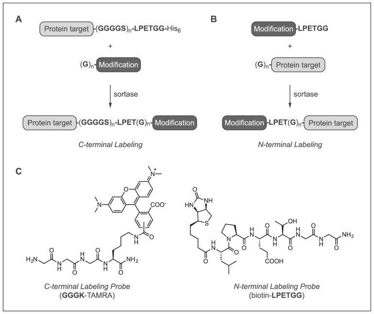 Figure 15.3.2