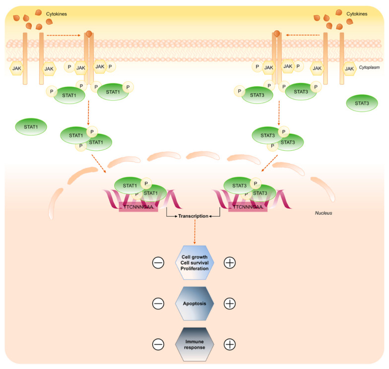 Redox Regulation of STAT1 and STAT3 Signaling - PMC