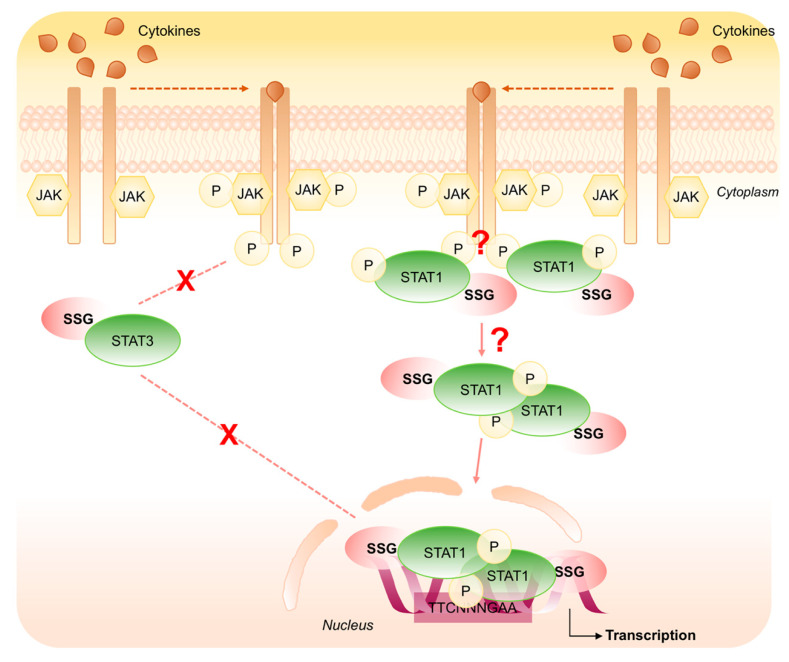 Redox Regulation of STAT1 and STAT3 Signaling - PMC