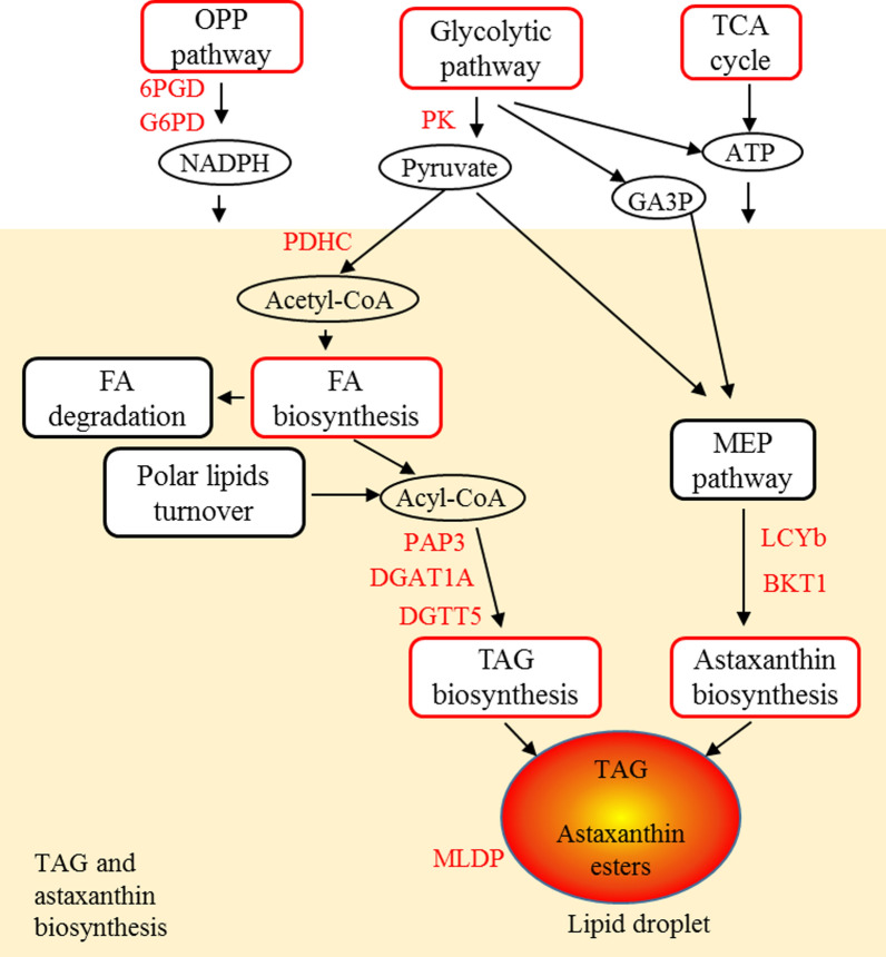 Fig. 9