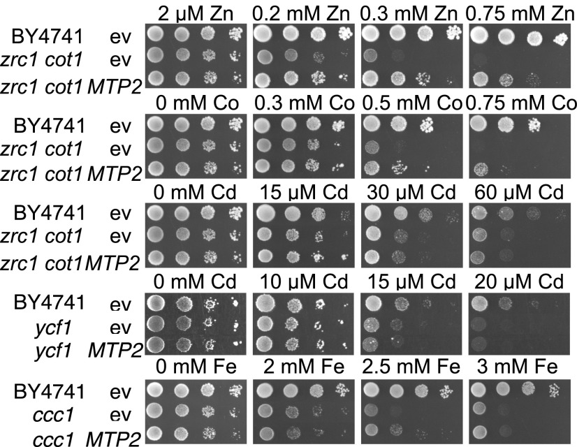 Figure 5.