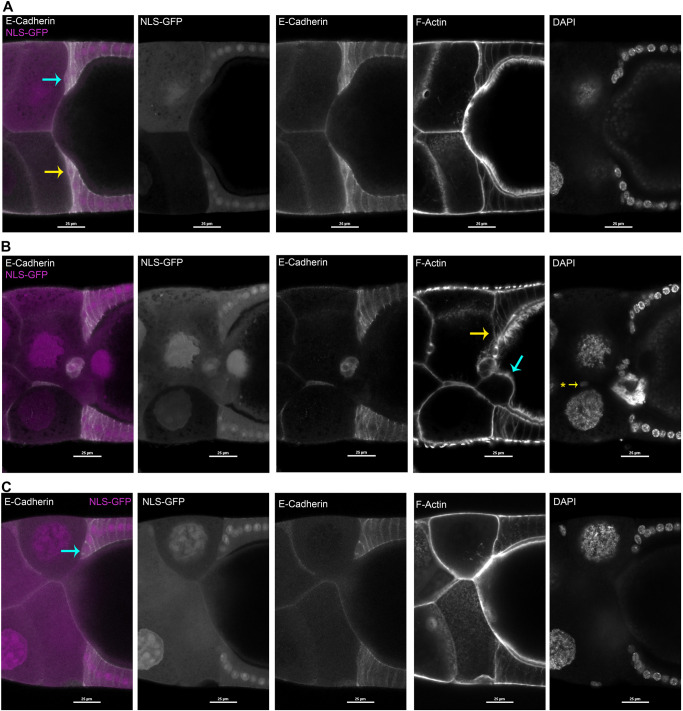 Fig. 7.