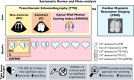 Graphical abstract