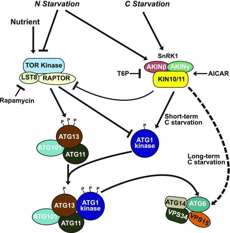 Figure 11.