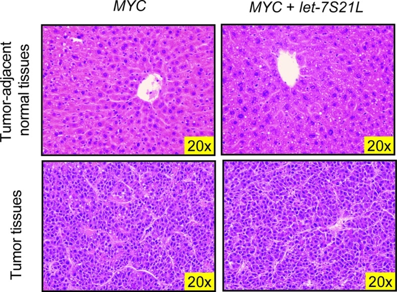 Figure 1—figure supplement 1.