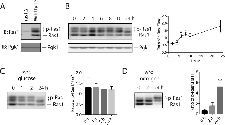 FIGURE 1.