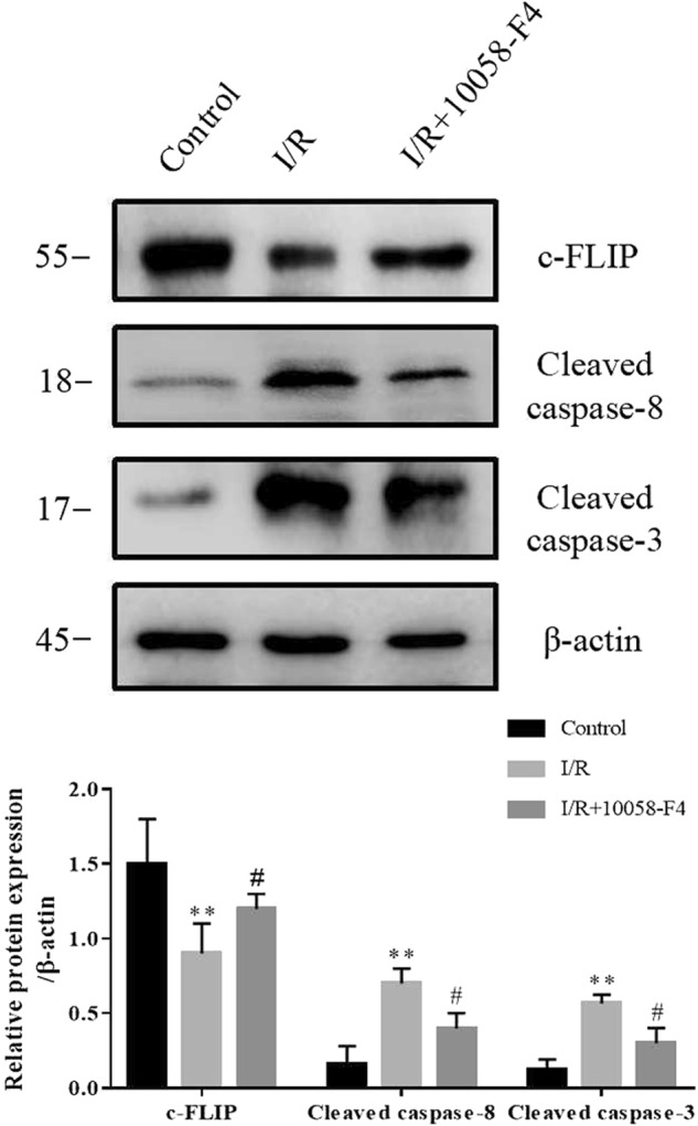 Fig. 8