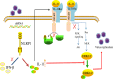 Fig 10
