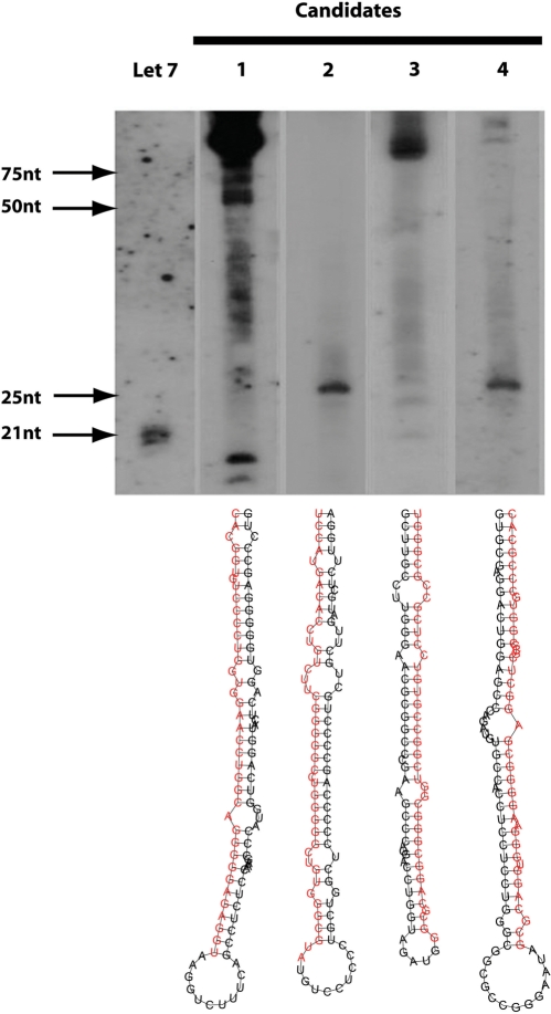 Figure 7.