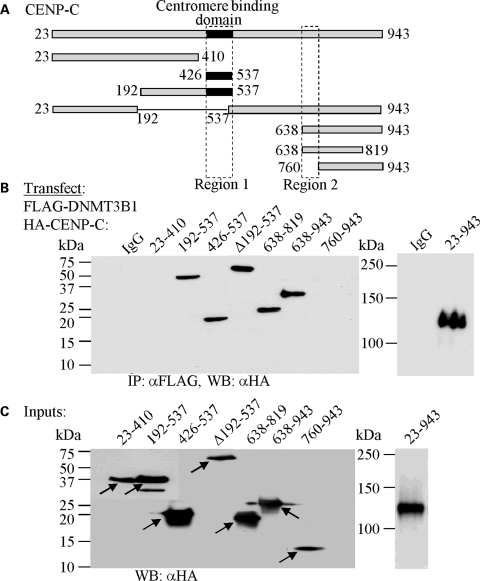 Figure 3.