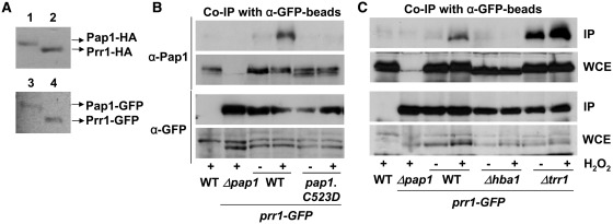 Figure 5.