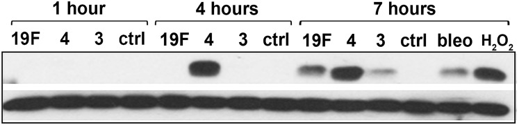 Fig. S4.