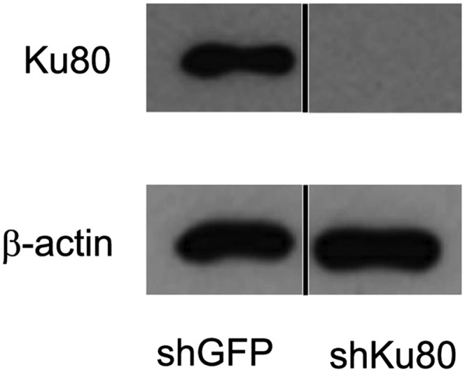 Fig. S9.