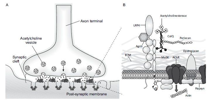 Fig. (1)