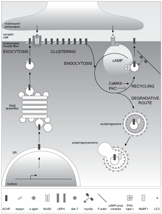 Fig. (2)