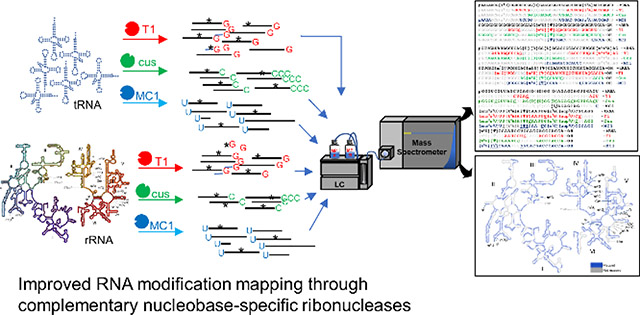 graphic file with name nihms-1063848-f0001.jpg