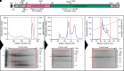 Figure 1.