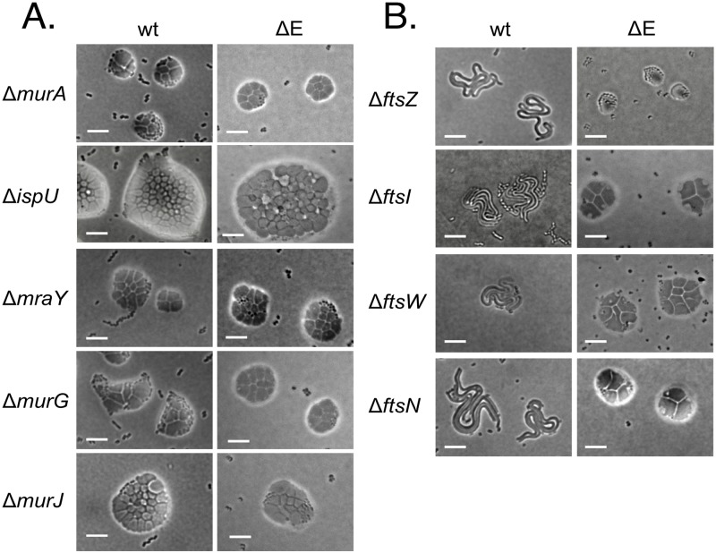 Fig 4