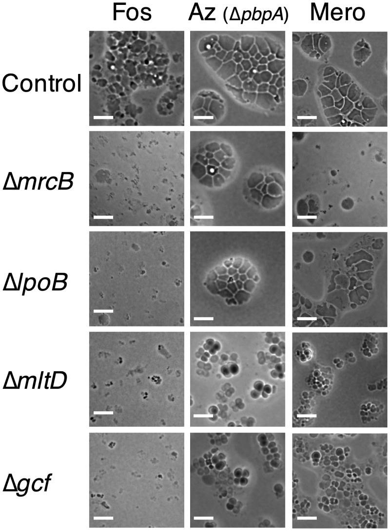 Fig 6