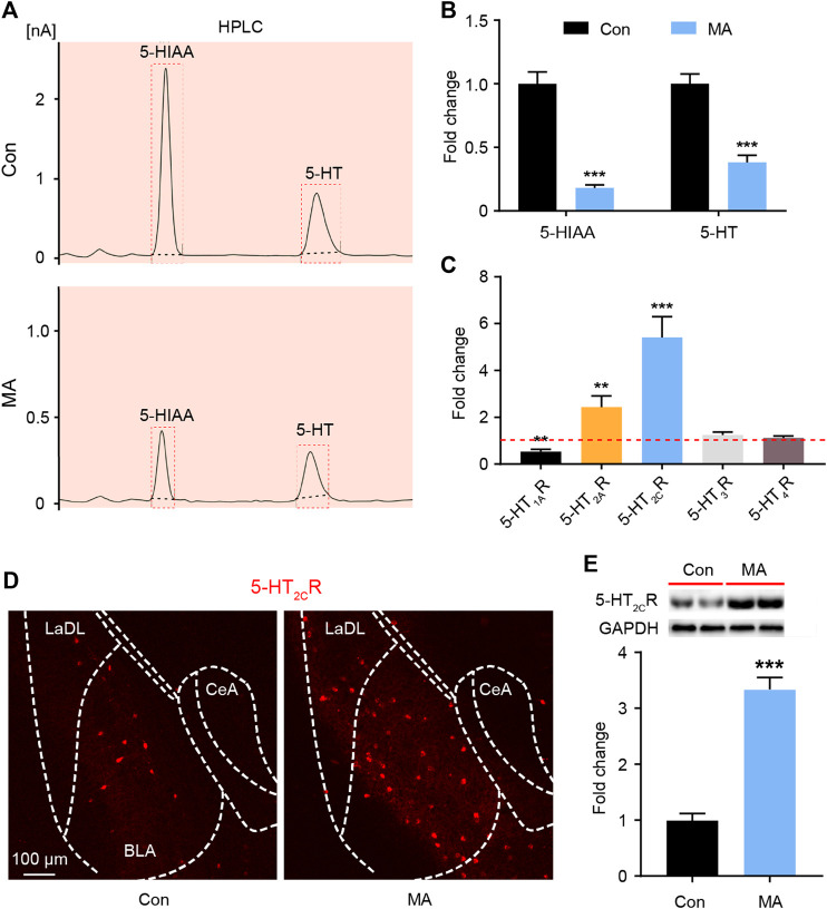 Basolateral Amygdala Serotonin 2C Receptor Regulates Emotional Disorder ...