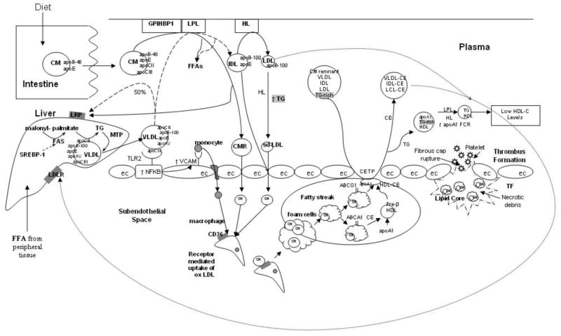 Fig. 1